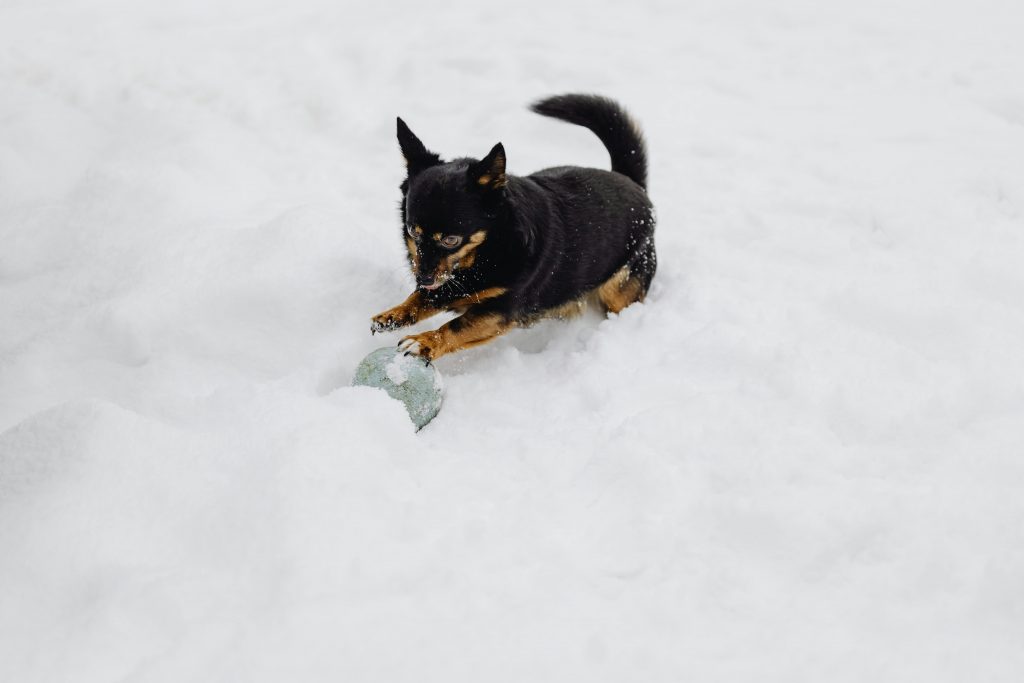 Lancashire Heeler dog playing with a ball on snow-covered ground during winter.